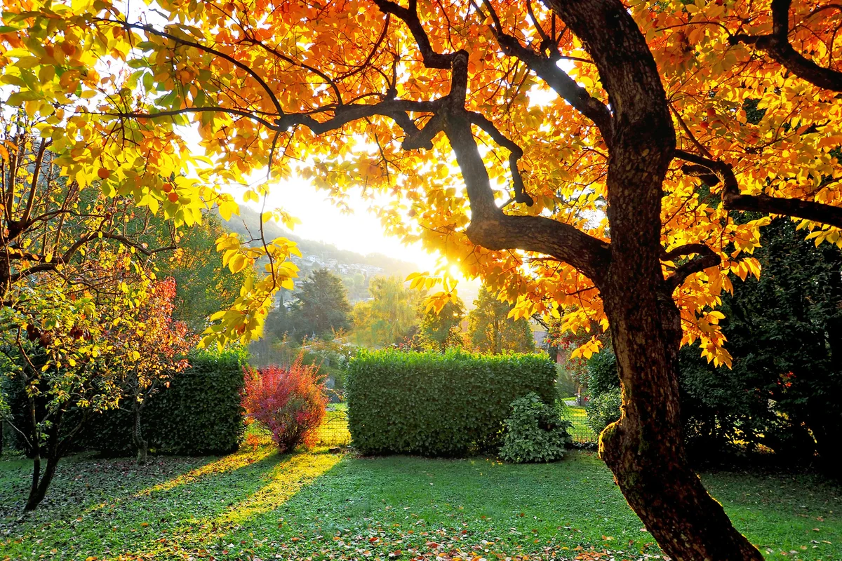 Persimmon tree in autumn colors at sunrise