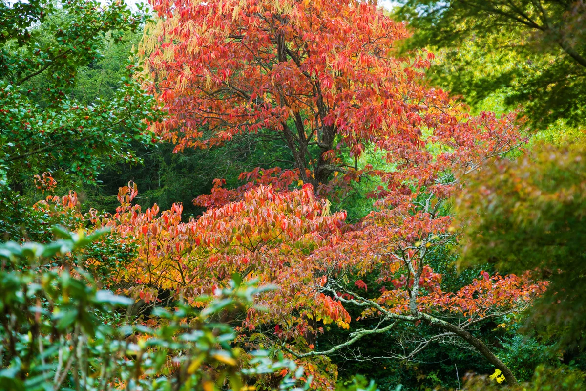 Sourwood tree in the fall
