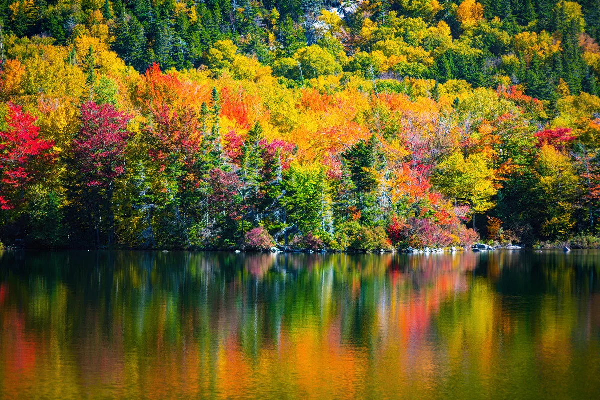 Autumn Tupelo Trees