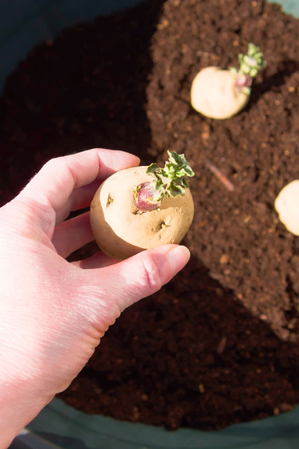 How to Grow Potatoes in a Container for an Easy Harvest