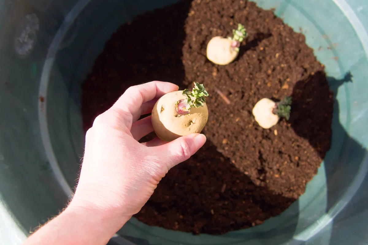 Man planting potatoes in a plant pot container