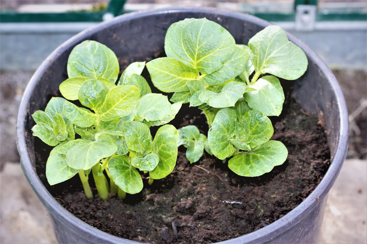 Potatoes growing in a black bucket