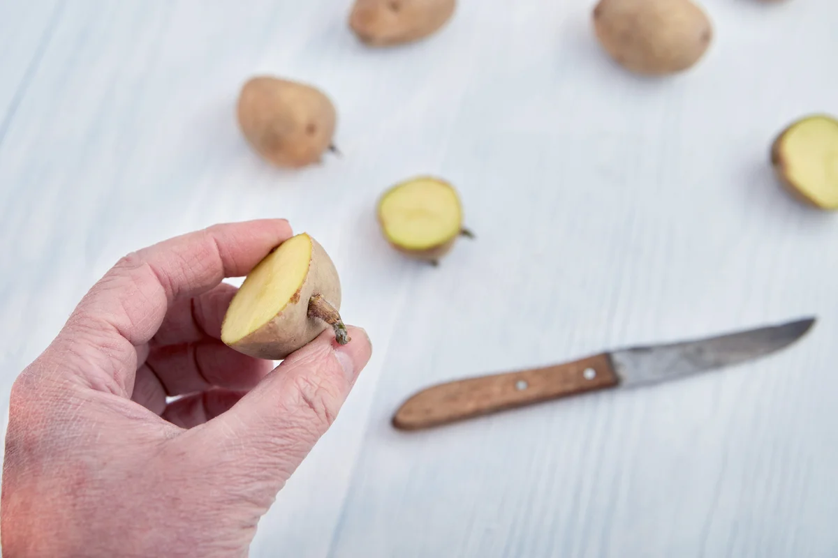 Chitted and cut seed potatoes