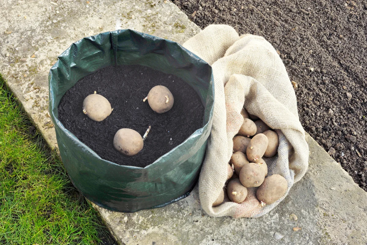 Planting seed potatoes in a space saving growing bag or patio container of compost