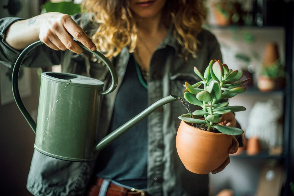 Woman watering succulent plant