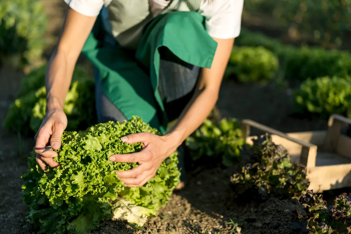 Woman harvesting lettuce in vegetable garden