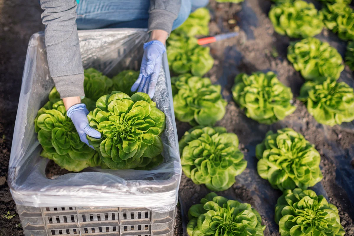Woman packing butterhead lettuce in bin