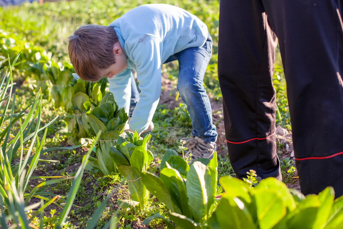 Boy tying lettuces in an organic garden