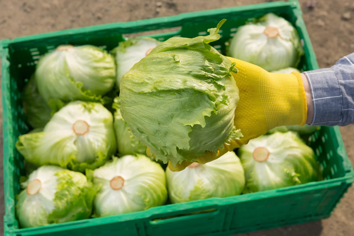 Iceberg lettuce in hand, against the background of a box with more lettuces
