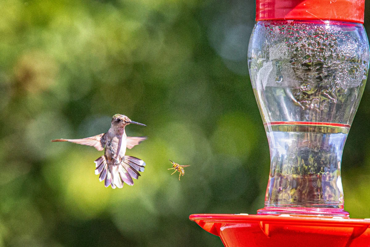 hummingbird and bee at hummingbird feeder