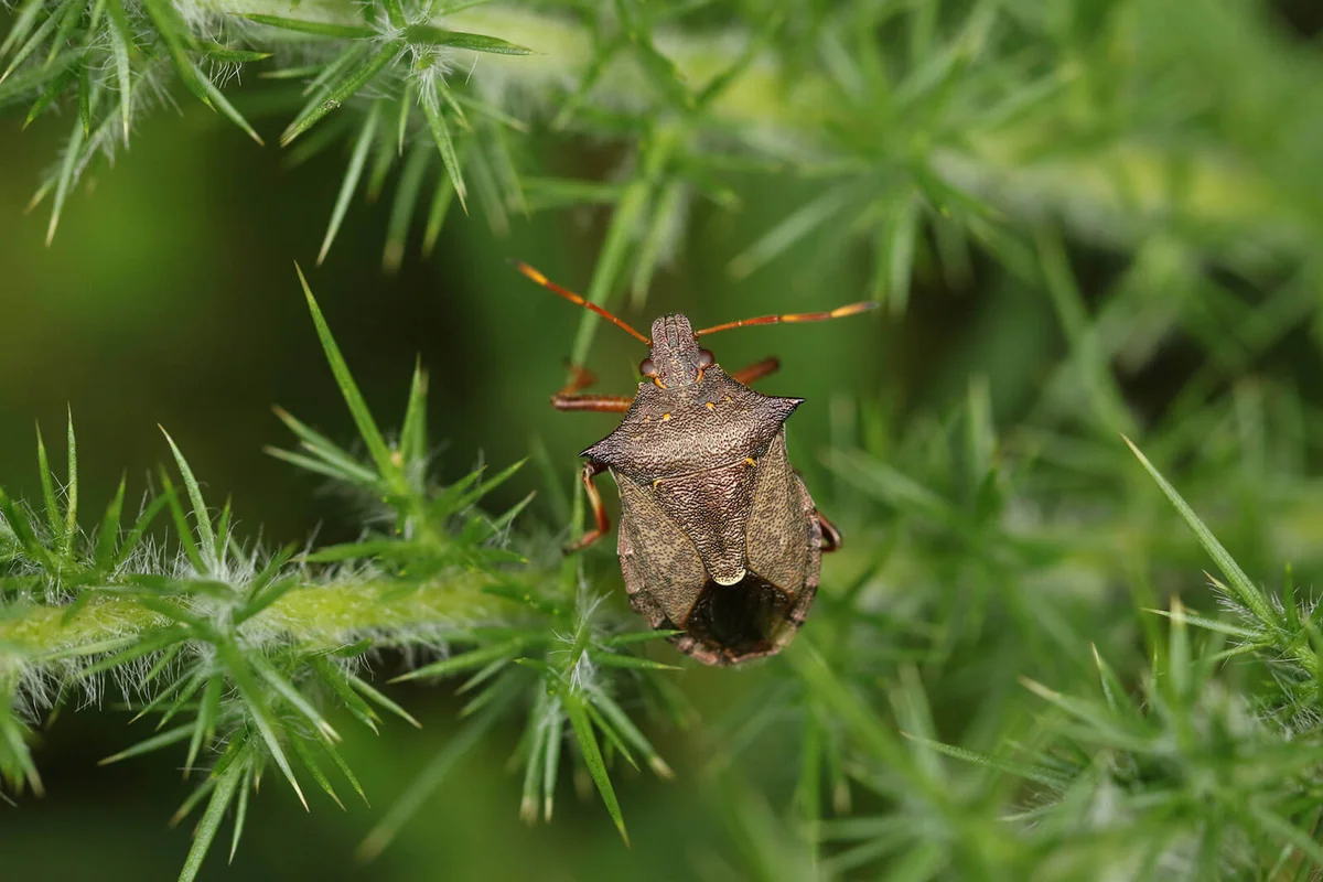 Stink bug resting in a Gorse Bush