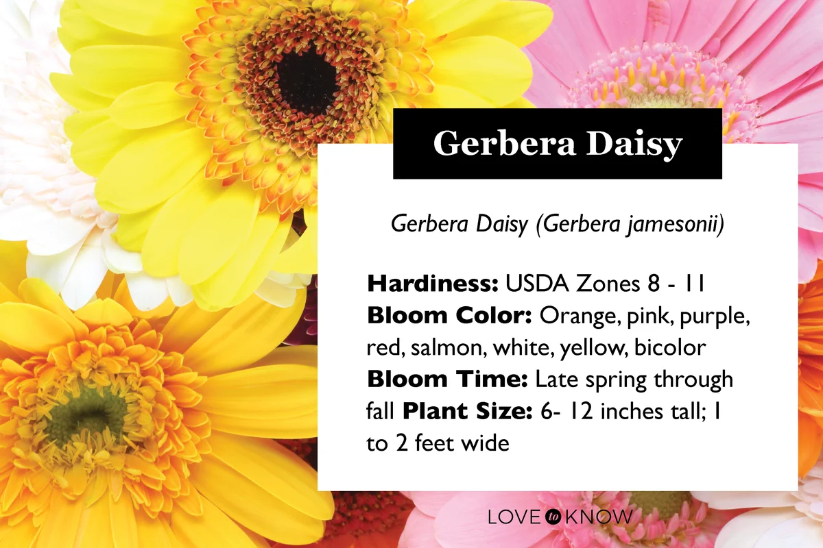 Gerbera daisy plant profile