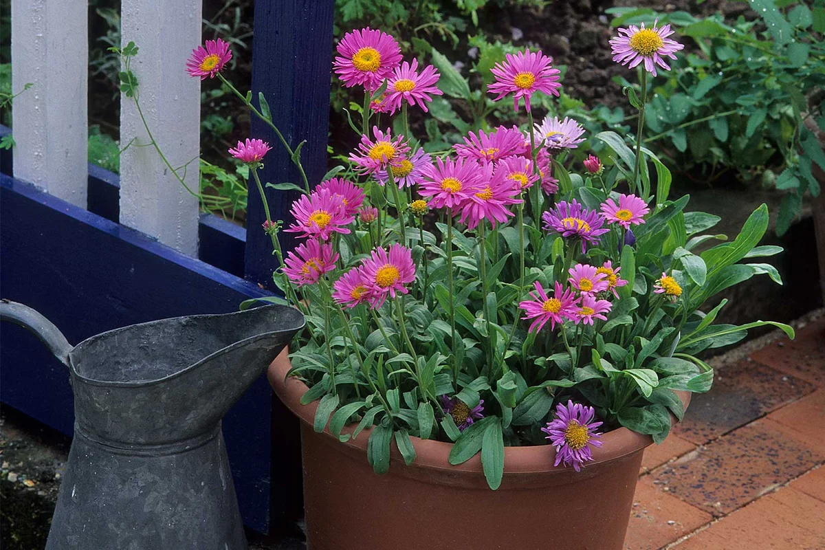 Aster flower fall planter