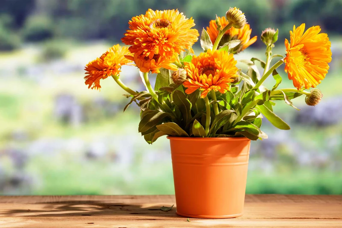 Calendula Fall Autumn planter