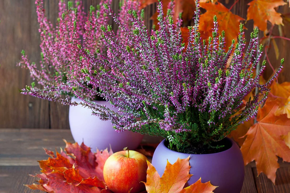 Heather flower Fall planter