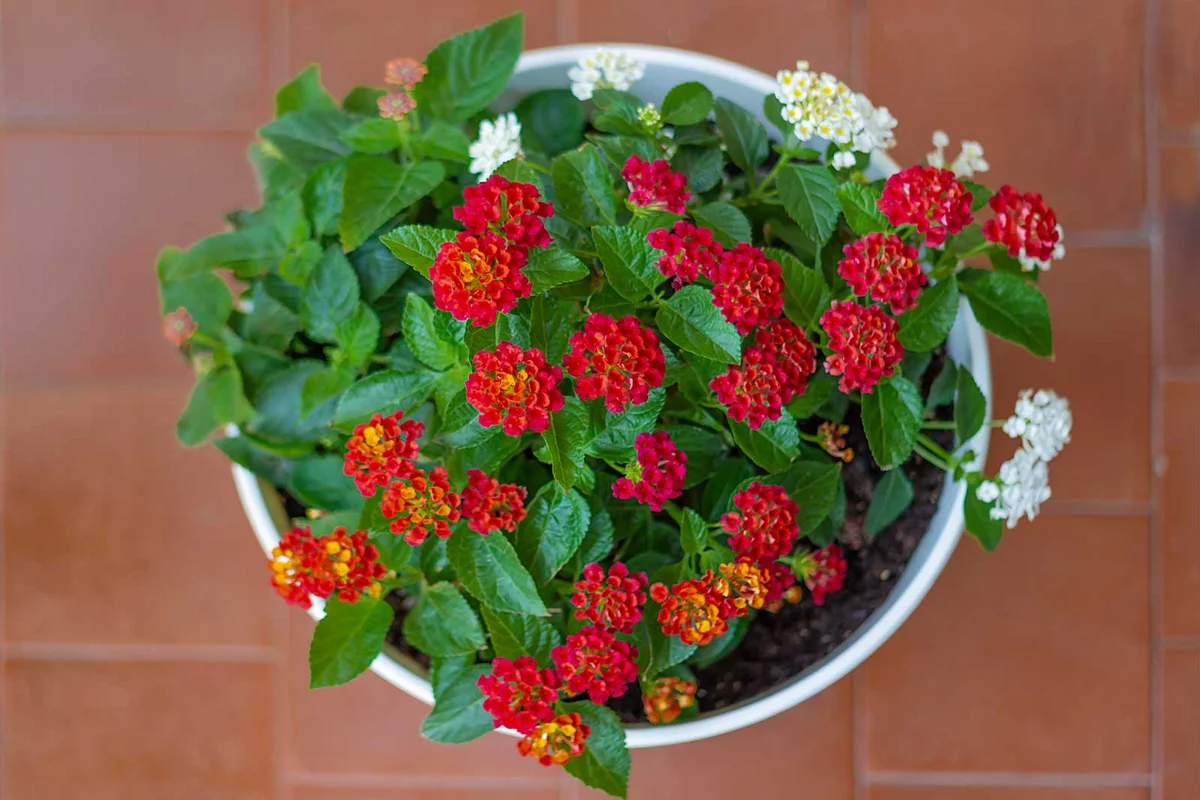 Lantana Fall flower planter