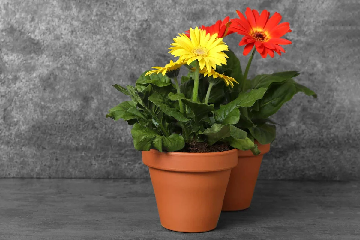 gerbera daisy fall autumn planter