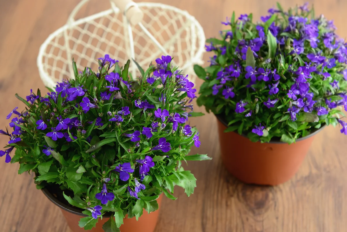 Lobelia fall autumn planter