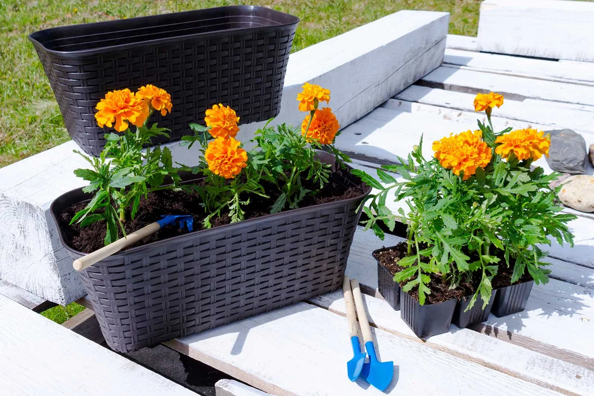 Marigold flowers fall autumn fall planter