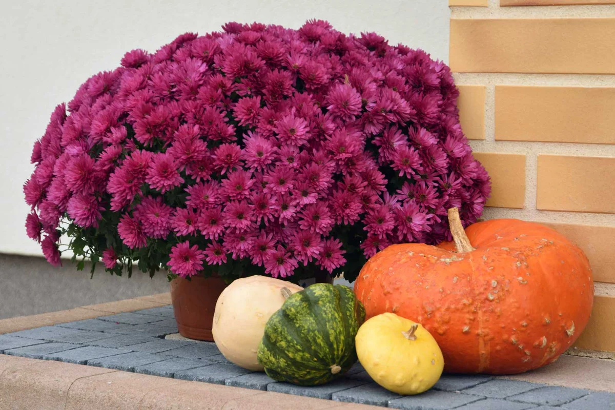 Mums flower fall autumn planter on patio