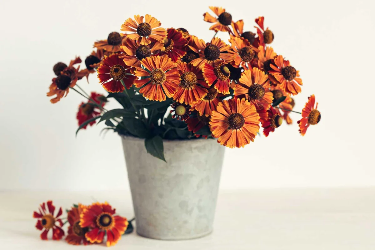 sneezeweed flower fall autumn planter