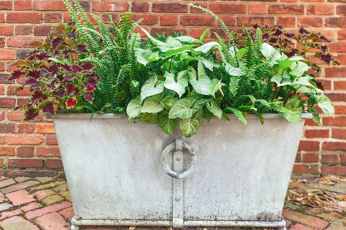foliage combinations in a planter for fall autumn