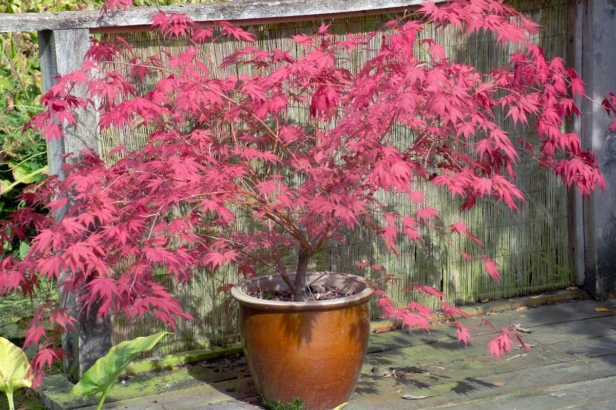 Japanese Maple fall autumn planter