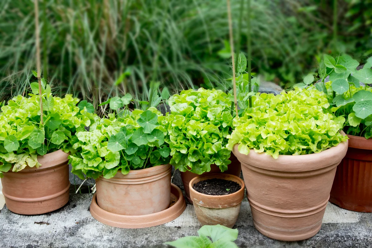 leafy greens for fall autumn planter idea