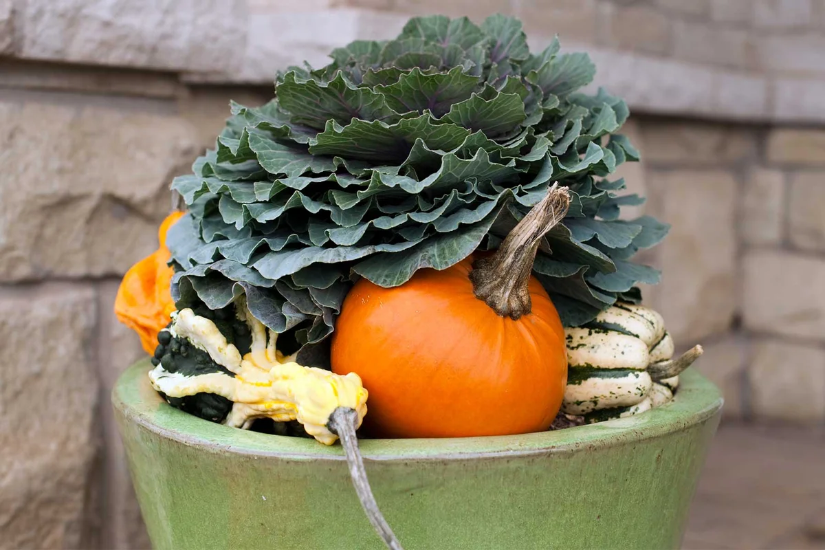 Ornamental Cabbage with pumpkins for fall autumn planter decoration