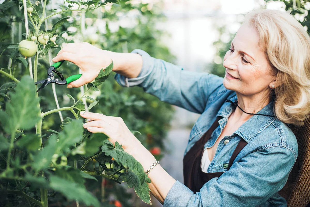 Senior farmer pruning tomato plants in her garden