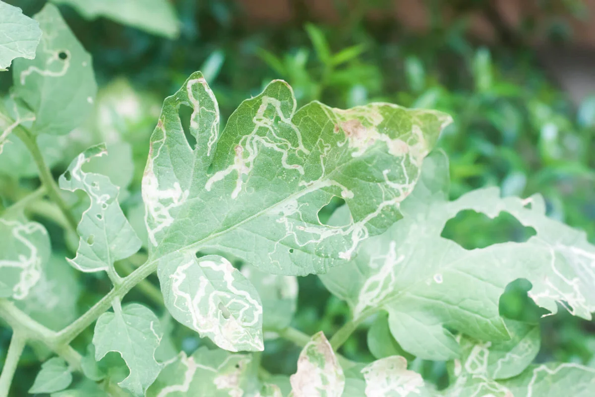 leafminer larval damage to a tomato leaf