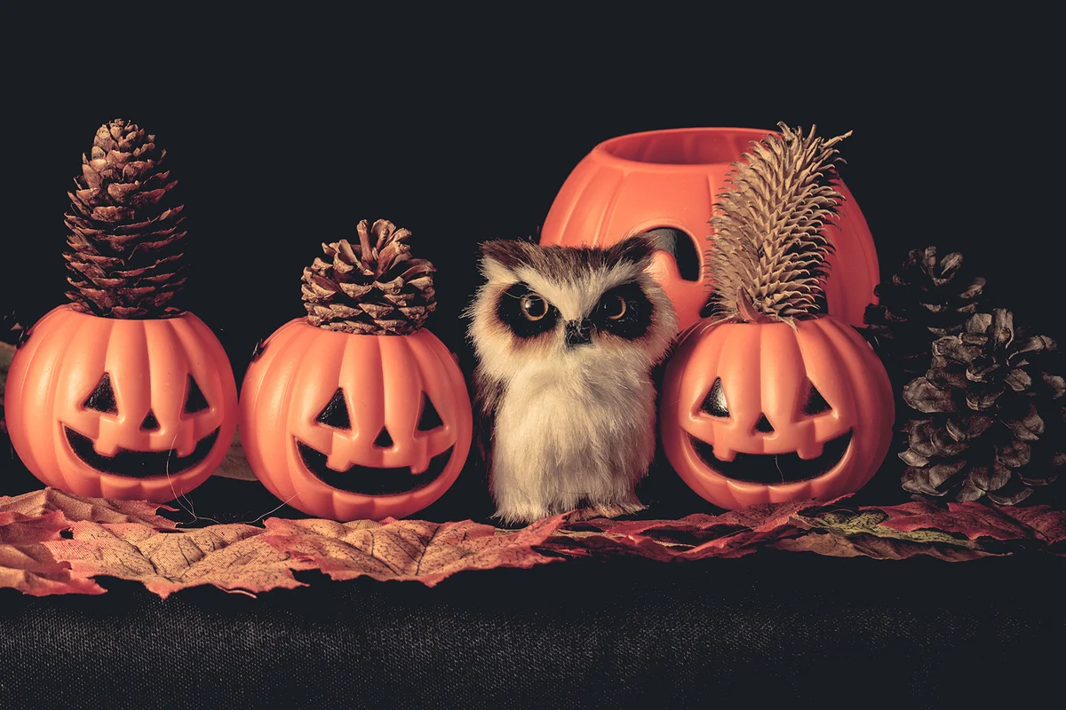 Halloween Pumpkins and an owl on an old wooden table in front of black background