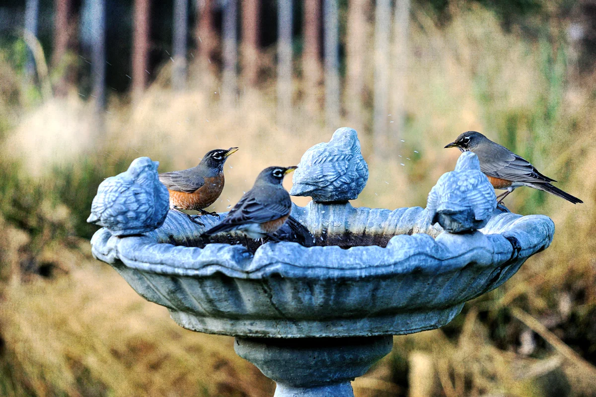 Robins on birdbath