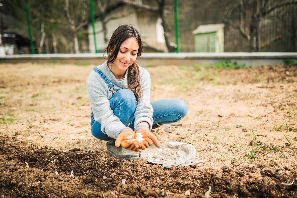 Farmer woman during garlic planting process