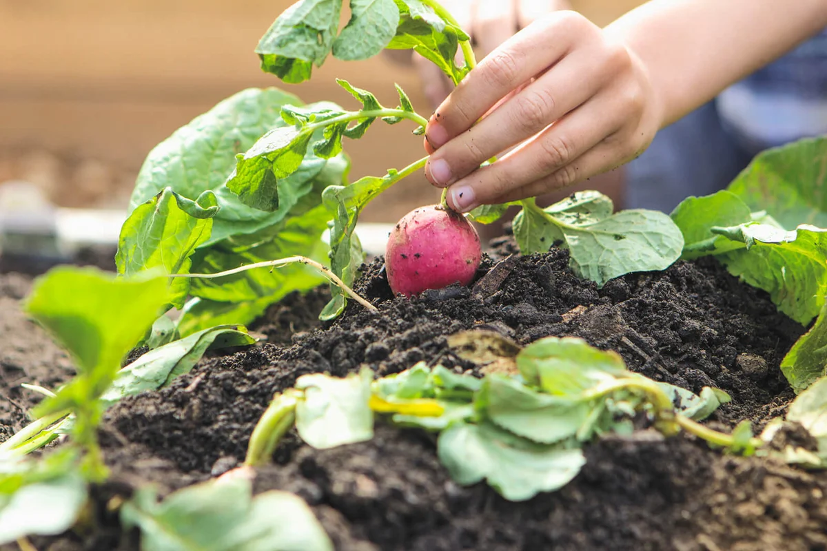 boy picking radish in garden
