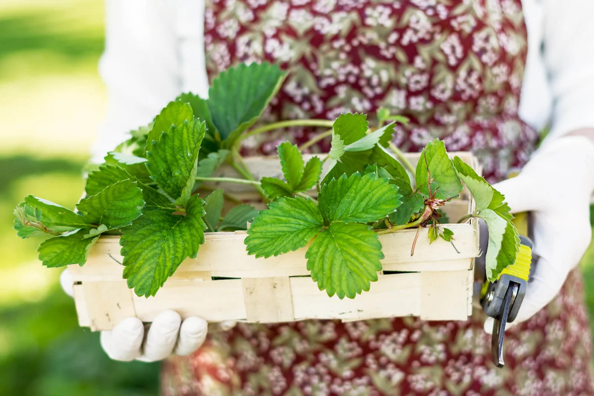 Woman keeps basket with strawberry sprouts to be planted