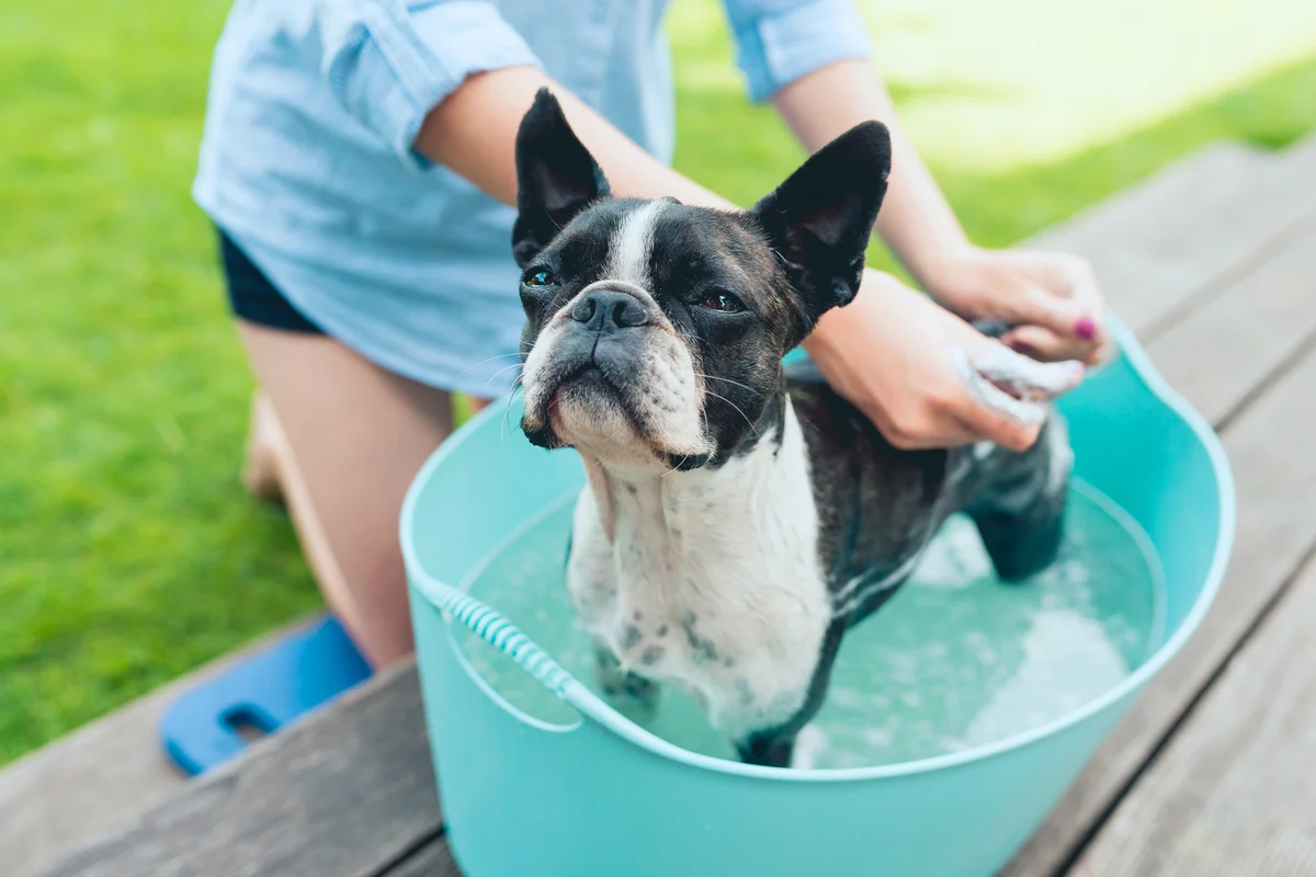 Kids wash boston terrier puppy in blue basin on the summer garden