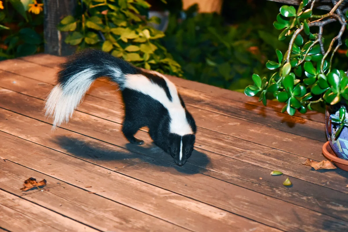 Skunk in Backyard Patio