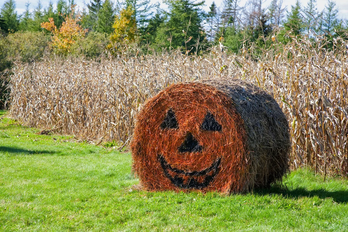 Halloween cornfield party