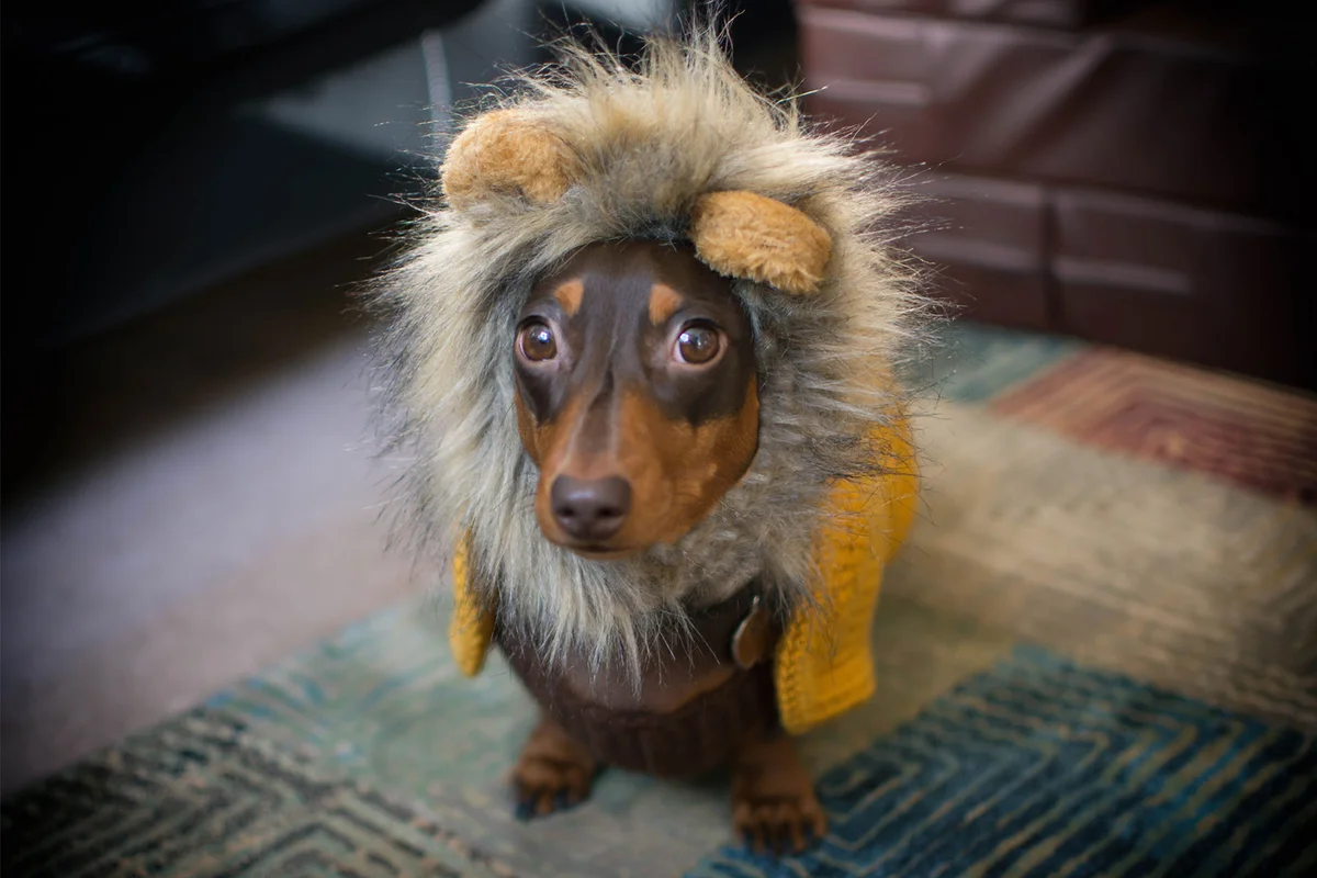 dog in Halloween costume