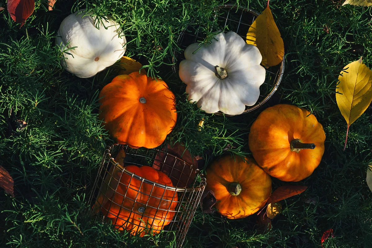mini pumpkins with greenery for Halloween table decoration