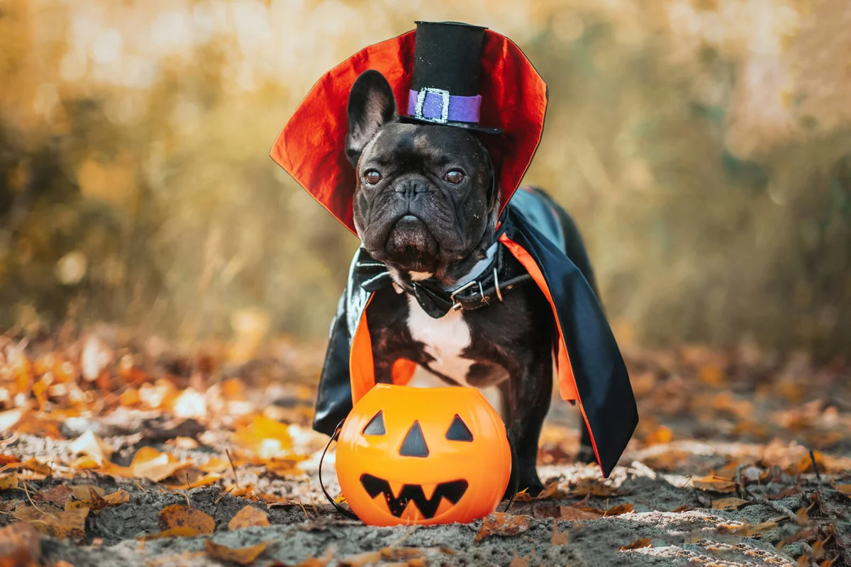 Bulldog dog in a dracula costume.