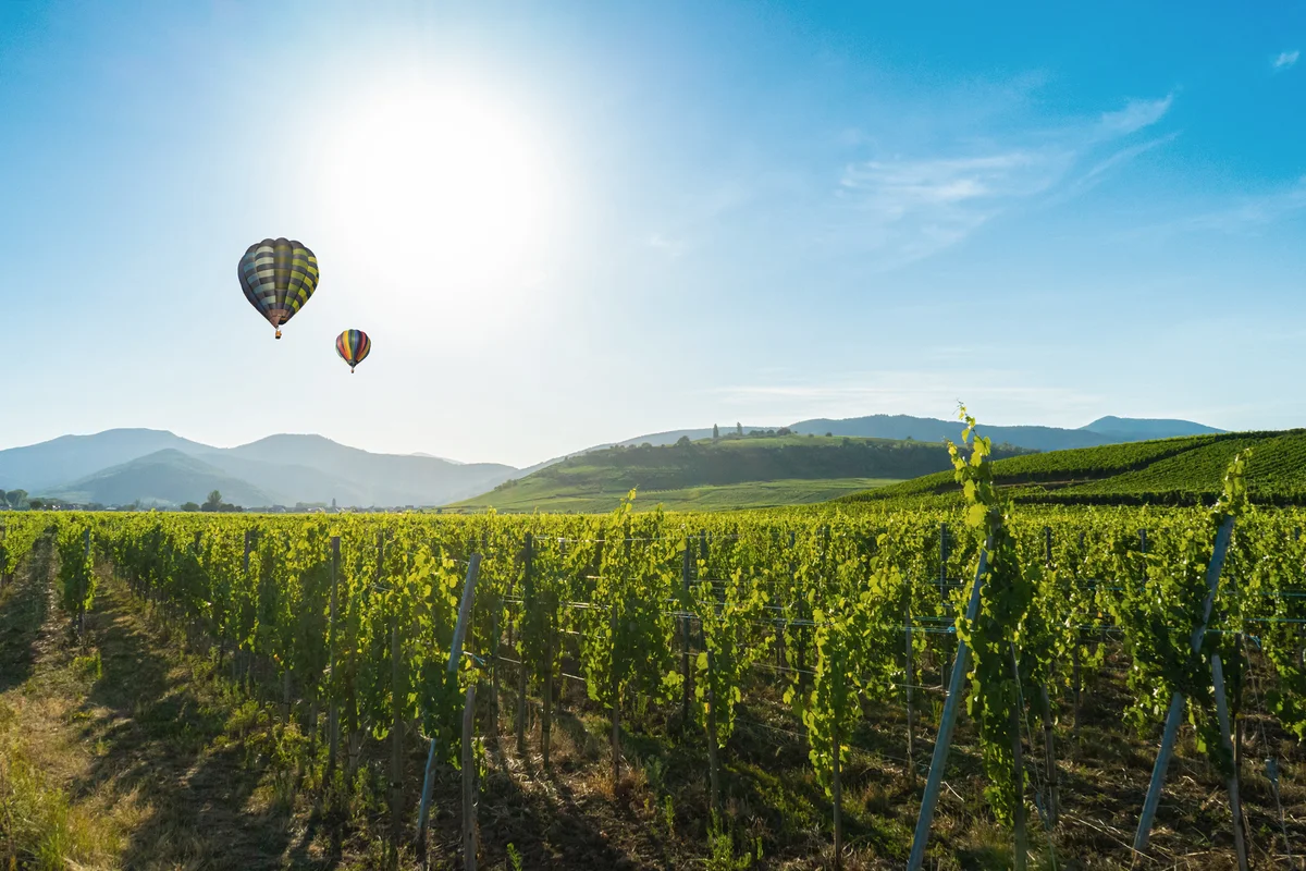 Vineyards around the city of Colmar, France
