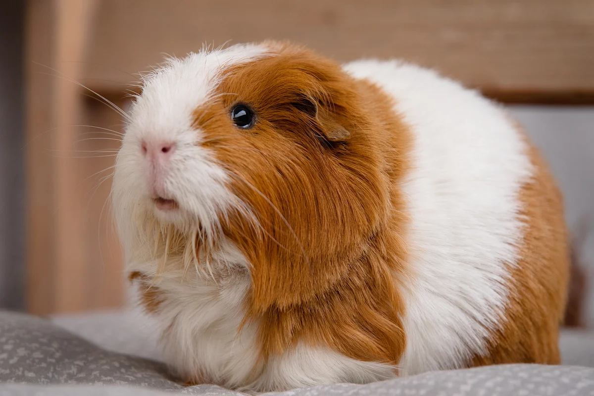 Guinea pig