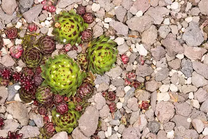 Plants in lava rock