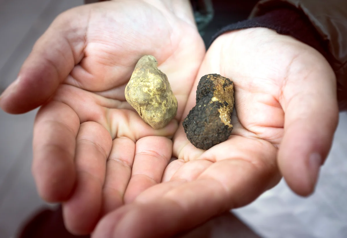 black and white truffles