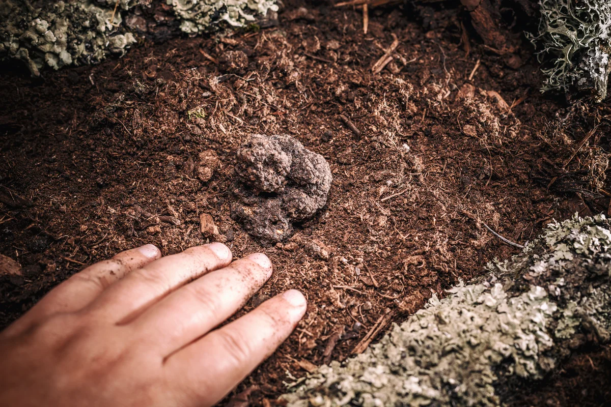 black truffles
