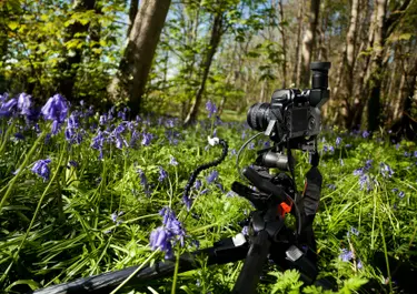 Nature macro photography
