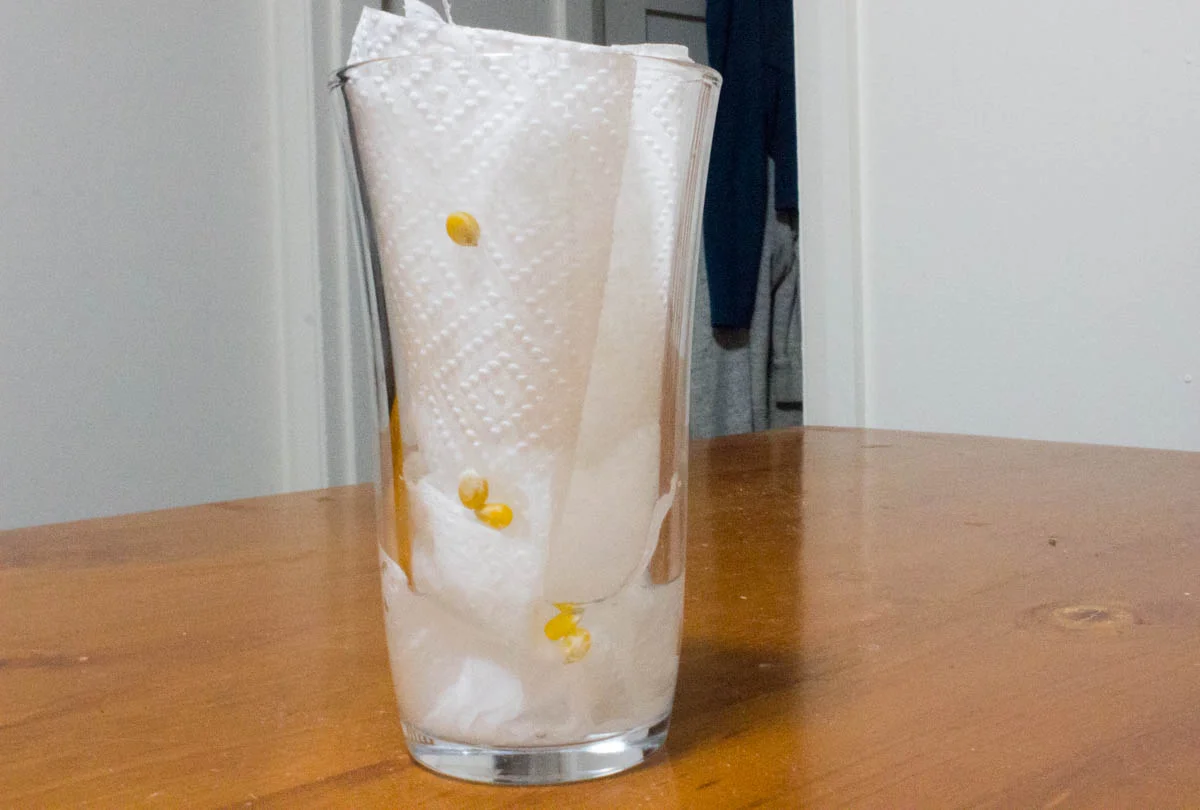 Popcorn seed germination experiment