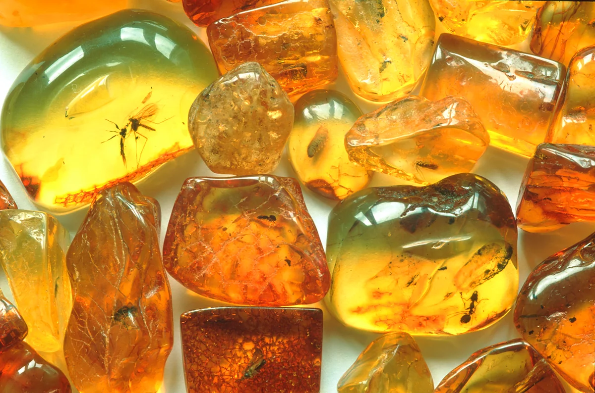 Insects in amber